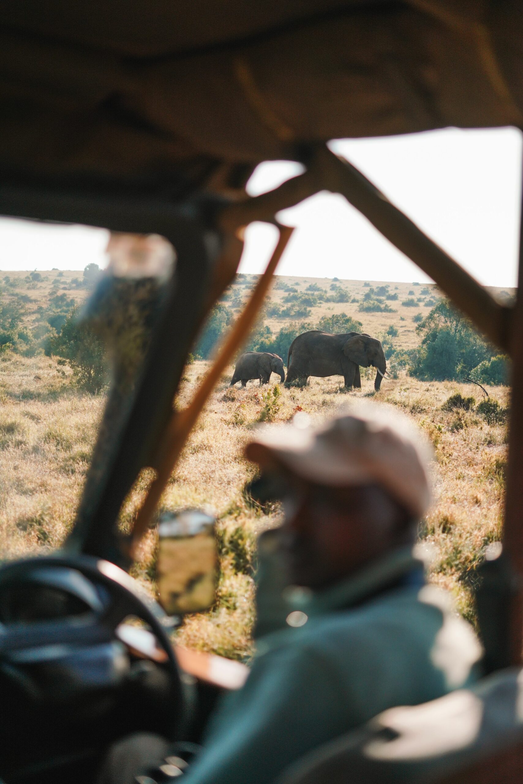 Day & Night Game Drives